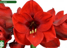 hippeastrum Floris Hekker ® (2)